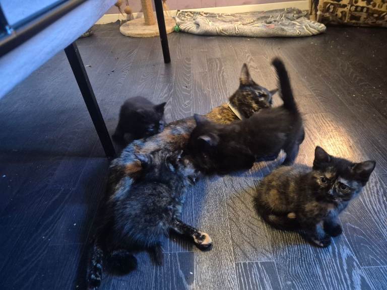 4 beautiful kittens 