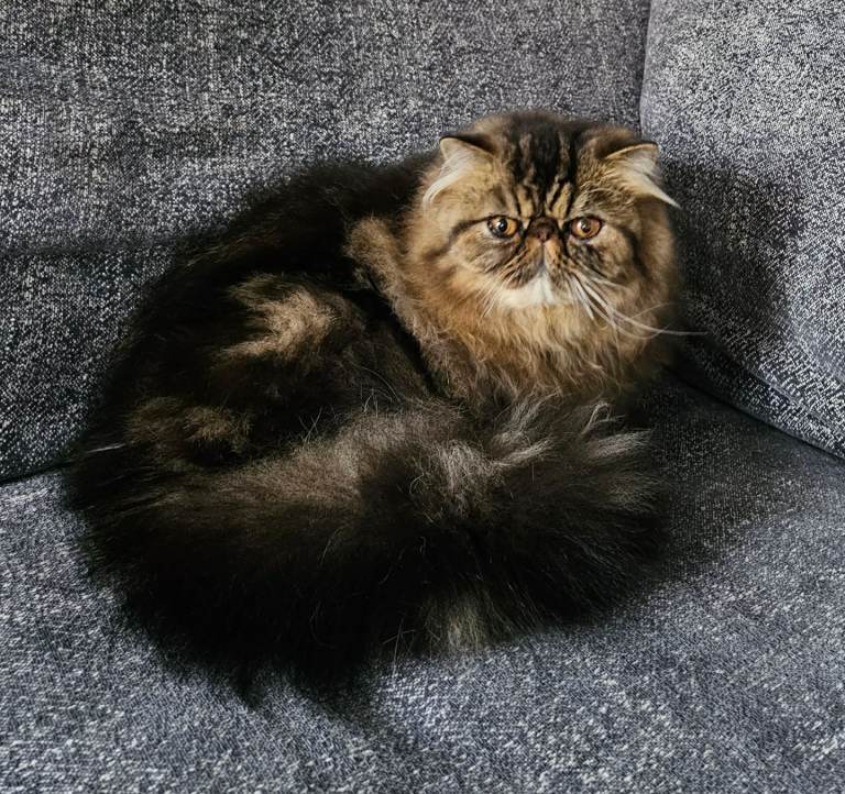CH Teddy Persian boy 2 years- Neutered, Tica Champion