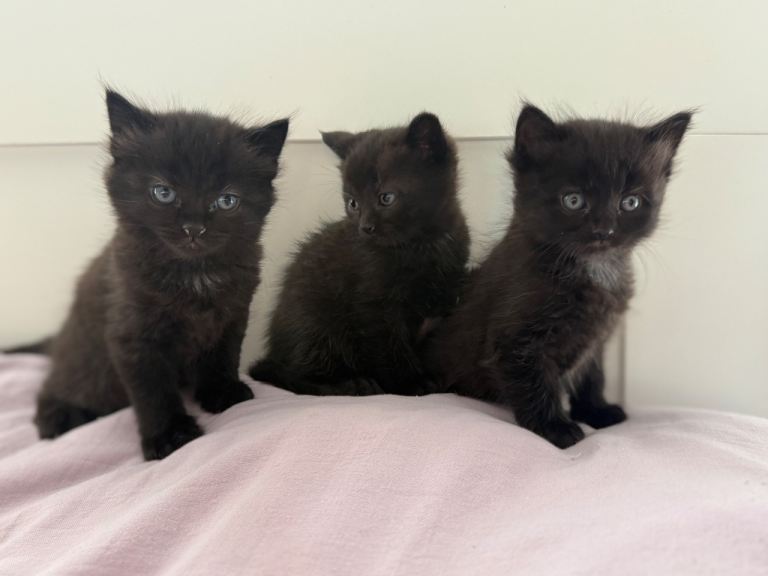 Kittens for sale 