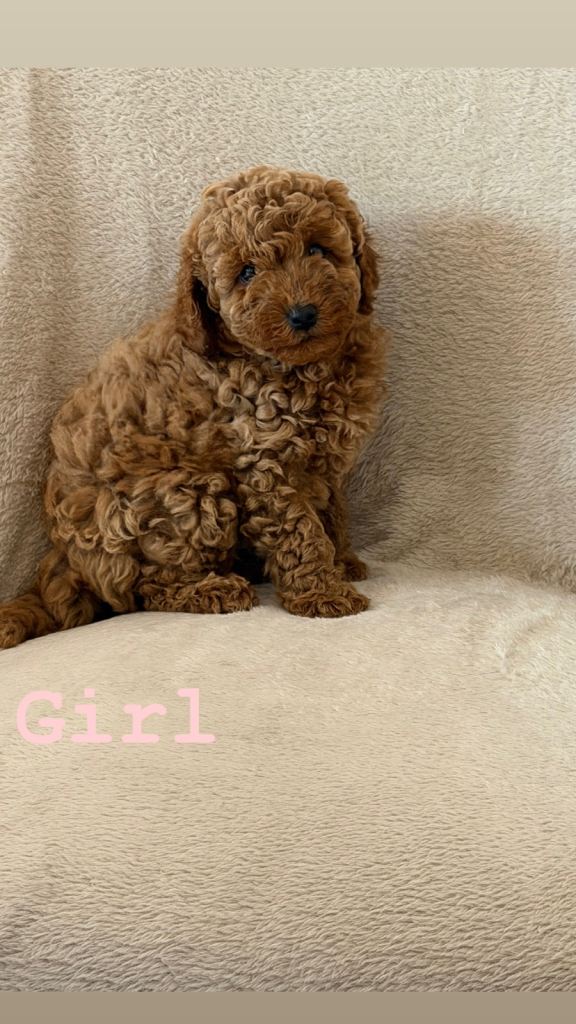 F1b cockapoo puppies