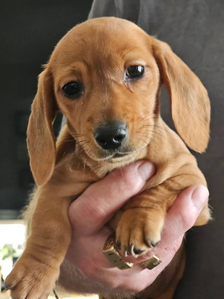 Dachshund puppies ready now pra clear