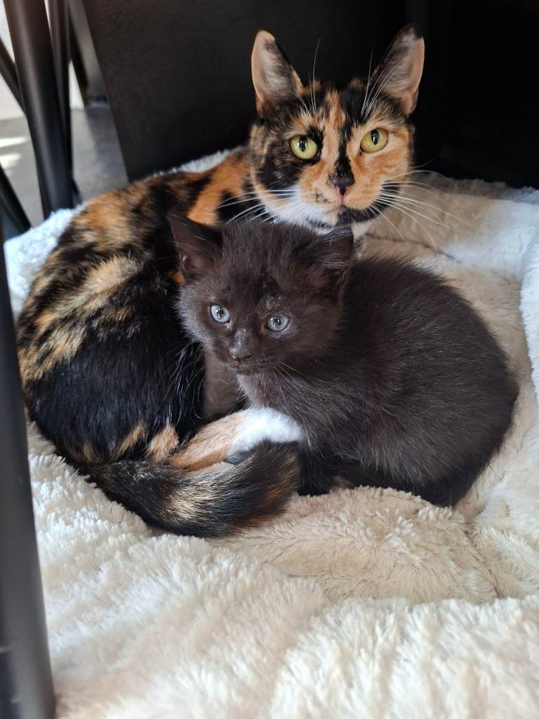 Beautiful black female kitten 9 weeks old 