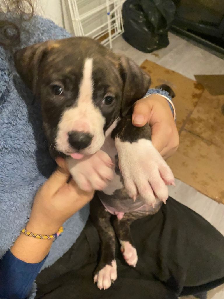 Beautiful Scott American Bulldog x Staffy