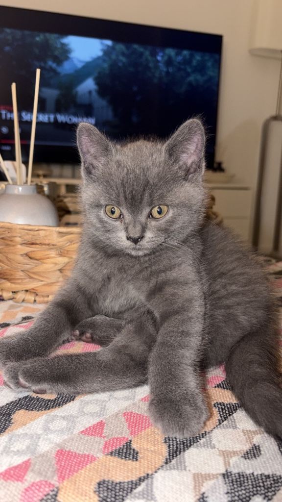 Male Grey British Shorthair kitten