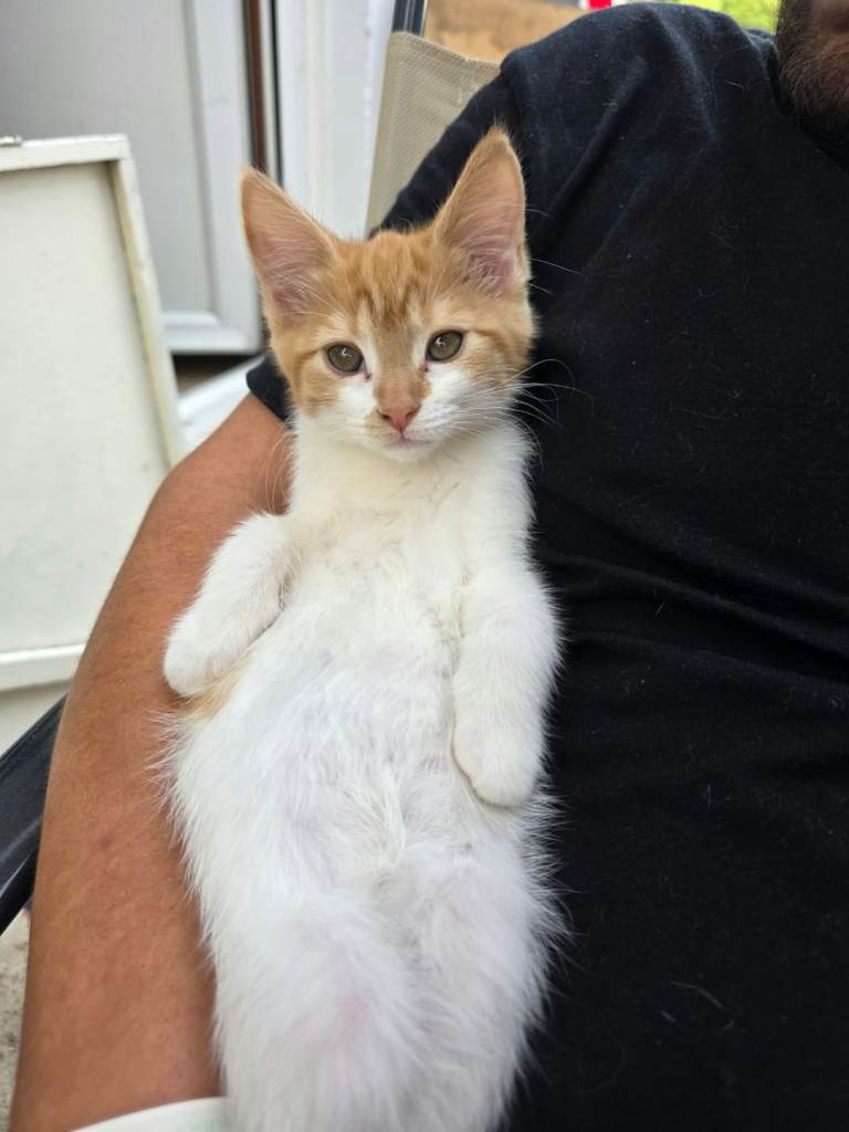 Half mainecoon kittens 