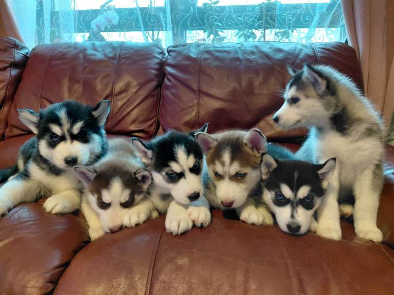 Husky puppies for sale