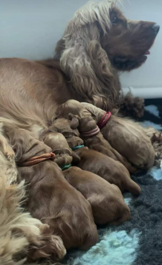 Cocker Spaniel Puppies