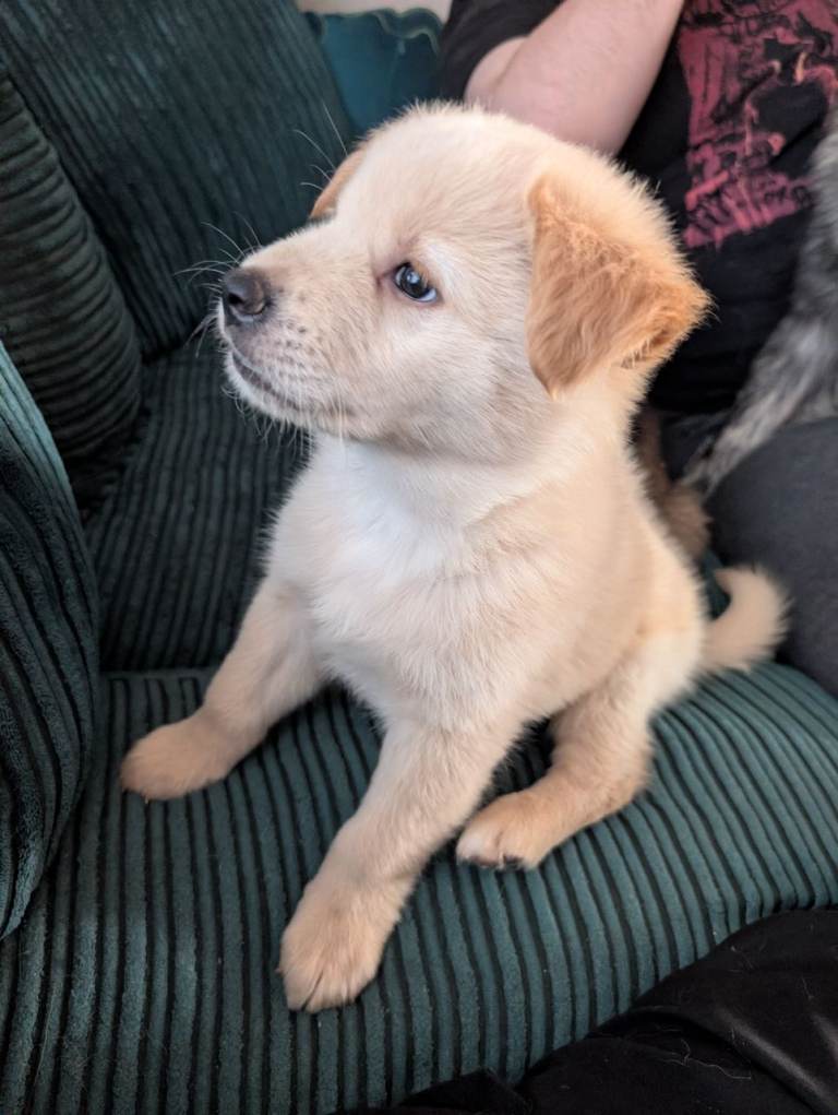 Mix breed puppies