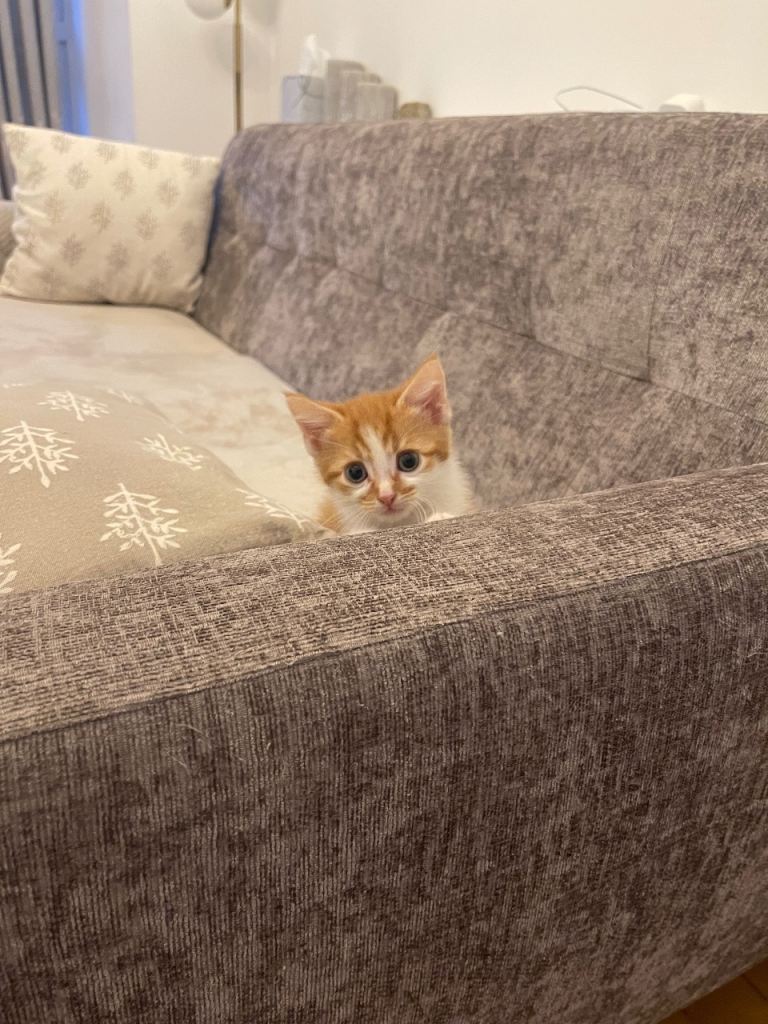 Mixed breed kitten 