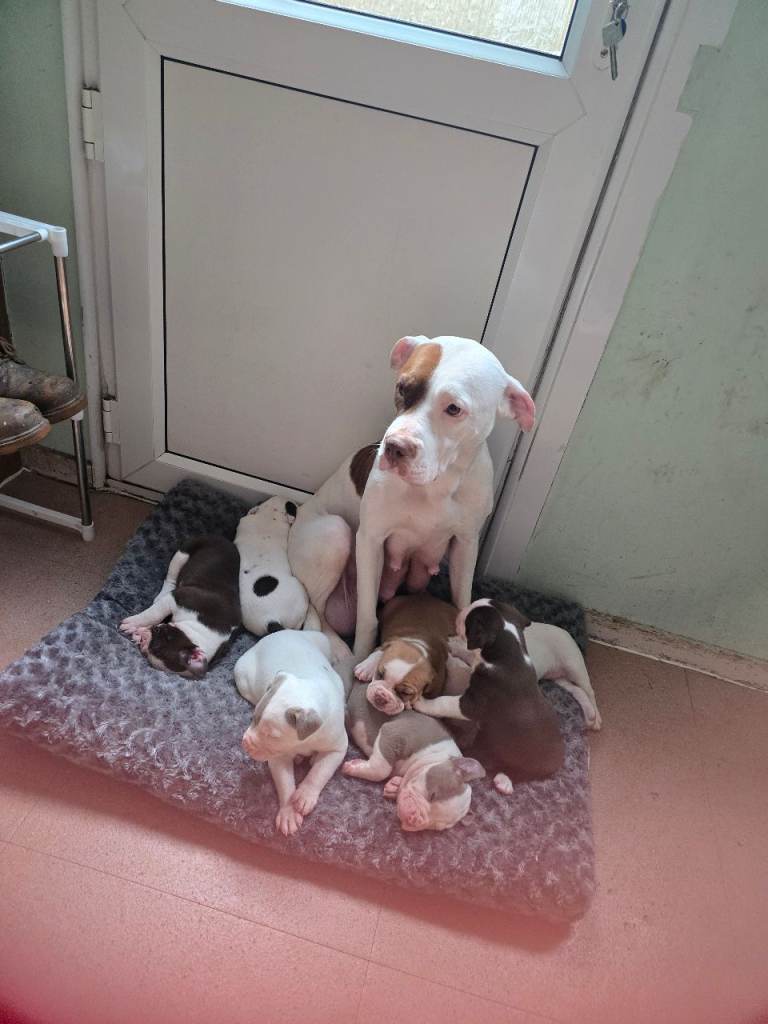 American bully puppies 