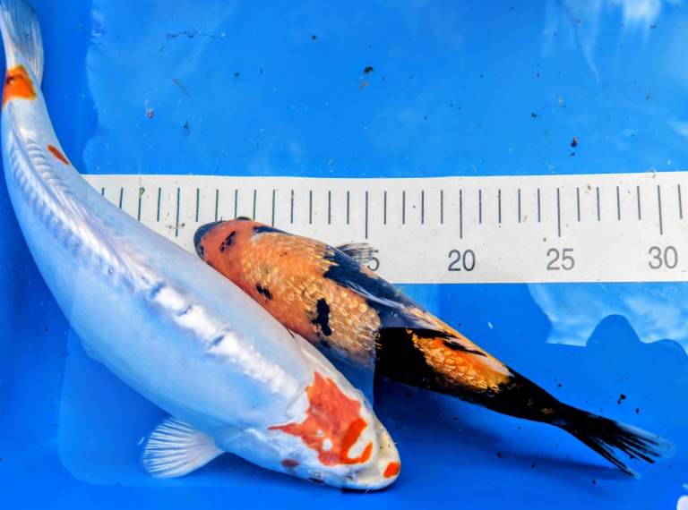 Koi Carp (Japanese) 