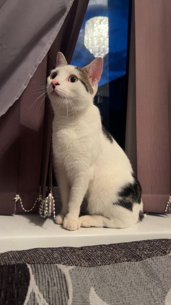 Cat for sale 