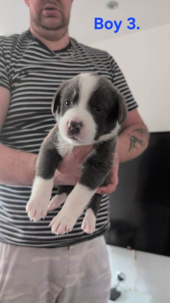 Gorgeous cross blue border Collie/mastiff puppies 
