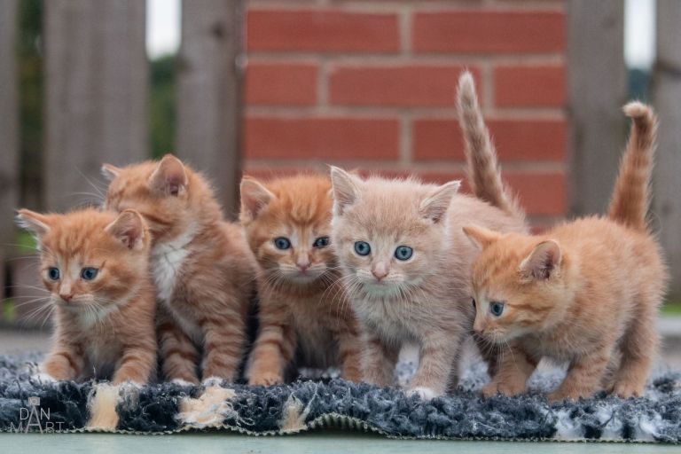 Ginger kittens