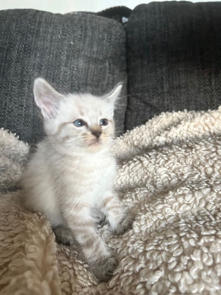 Beautiful maincoon cross bengal kittens ready to go now