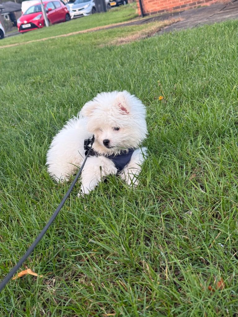 🐶 Pomeranian Puppy for Sale – Milo – 7 Months Old (Male)