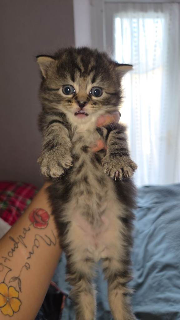 BEAUTIFUL MIXED KITTENS