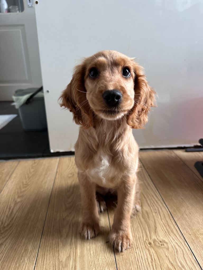 American Crocker Spaniel Puppy 