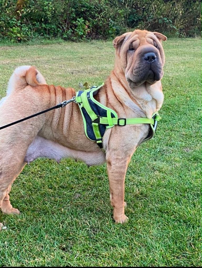 🐾 KC REGISTERED SHAR PEI PUPPIES – LOVING HOMES WANTED 🐾