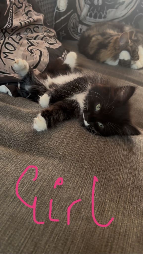 5 Kittens, ready to leave now 