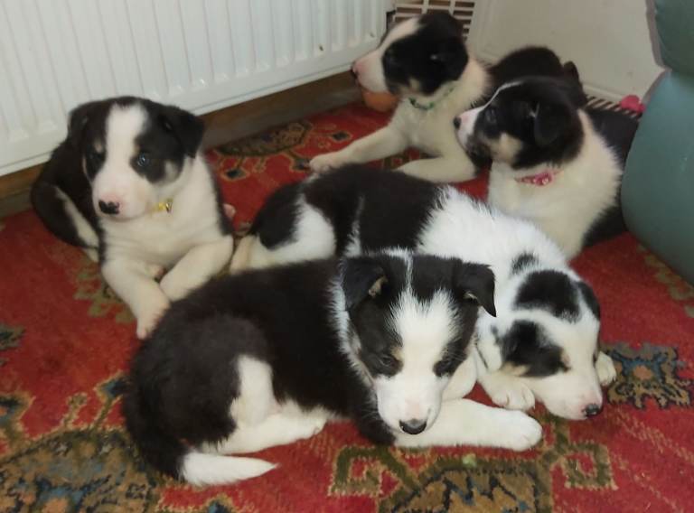 Beautiful Tri coloured Border Collie Puppies