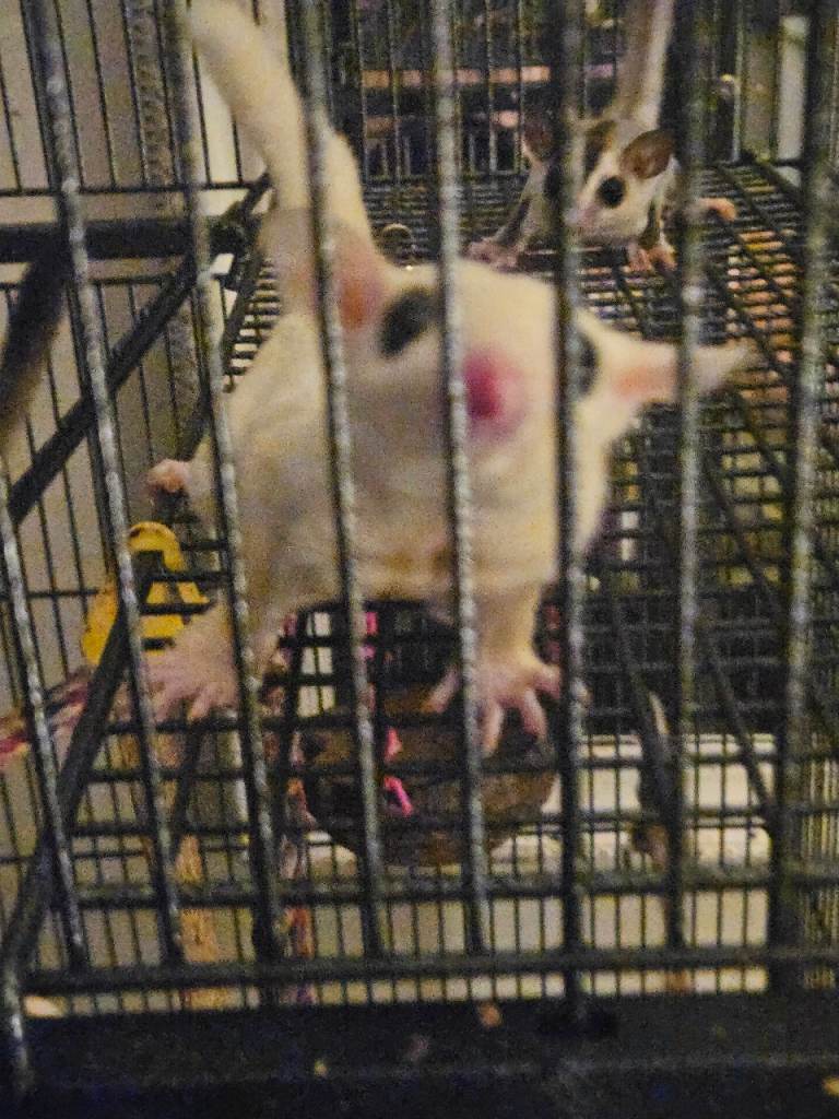 EXOTIC STUNNING LEUCISTIC SUGAR GLIDERS MALE&FEMALE 🌟 More gliders available on pics 