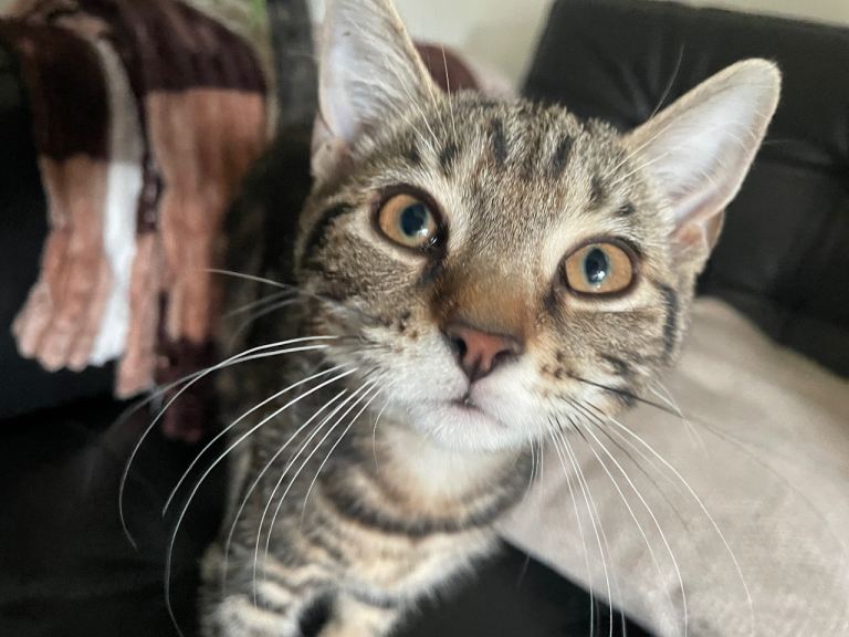 2 Beautiful Kitten
