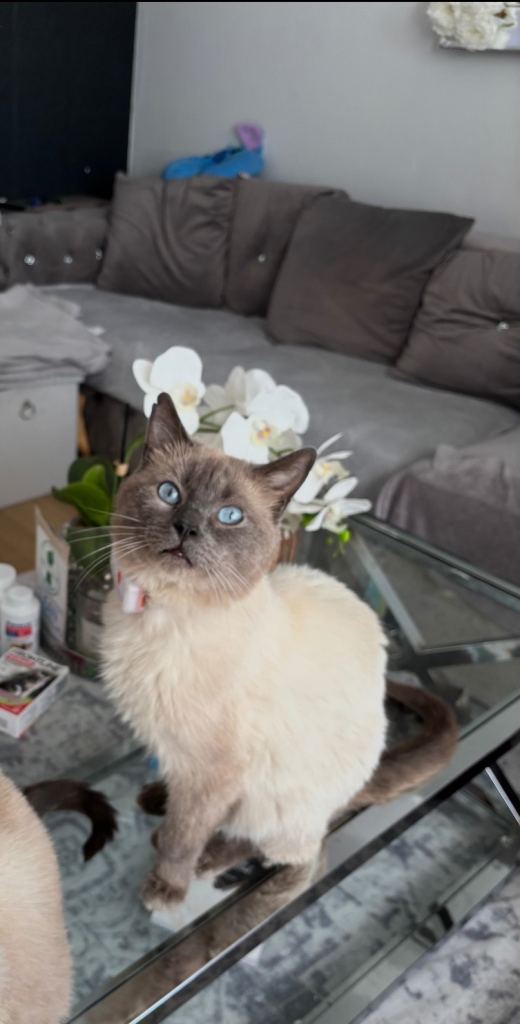 Beautiful Ragdoll x BSH male 