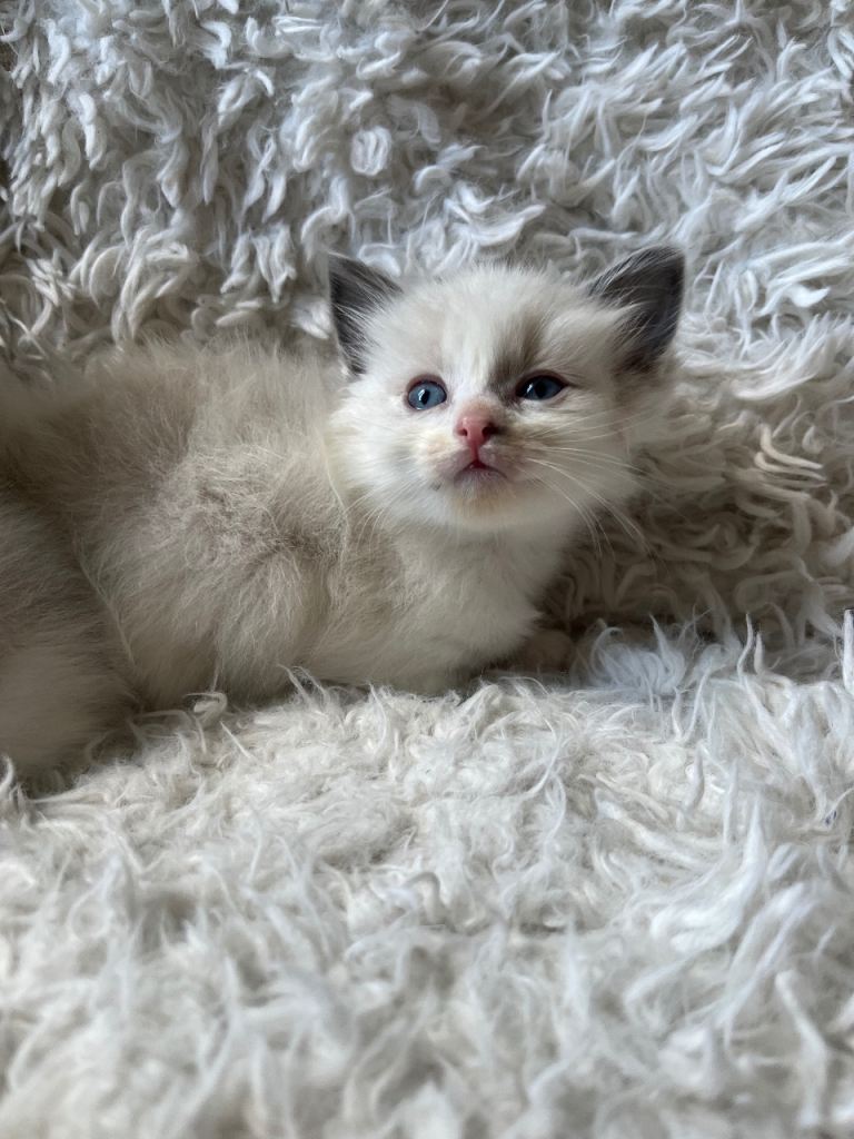 Beautiful lynx ragdoll kittens 