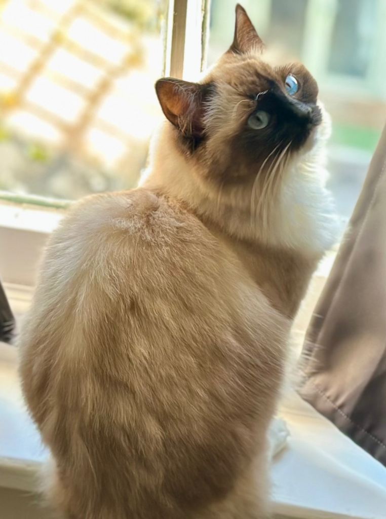 TICA Champion Ragdoll Kittens - brought up in family and used to dogs