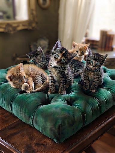 Beautiful Maine Coon Cross Kittens for Sale Only 4 left