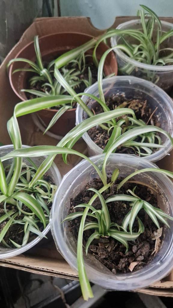 Spider plant