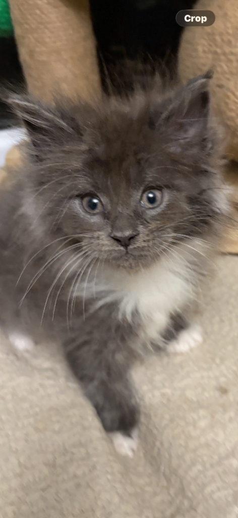 Stunning Maincoon kittens ready to reserve 