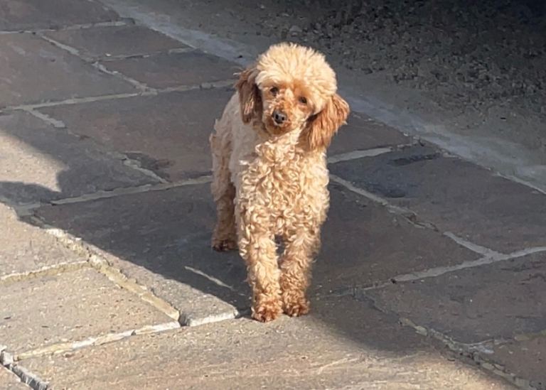 Red Toy poodle 