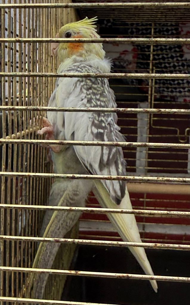 Grey/white pied cockatiel 