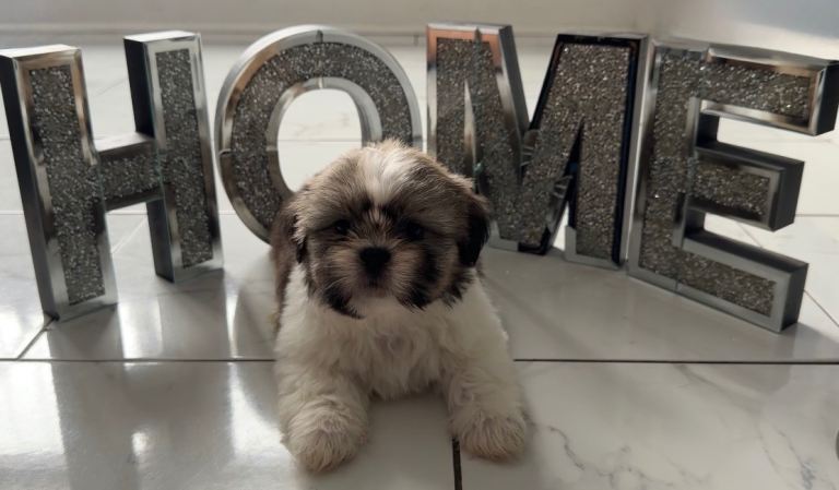 PURE💯 SHIH TZUS PUPPIES❤️💙💚READY🥰