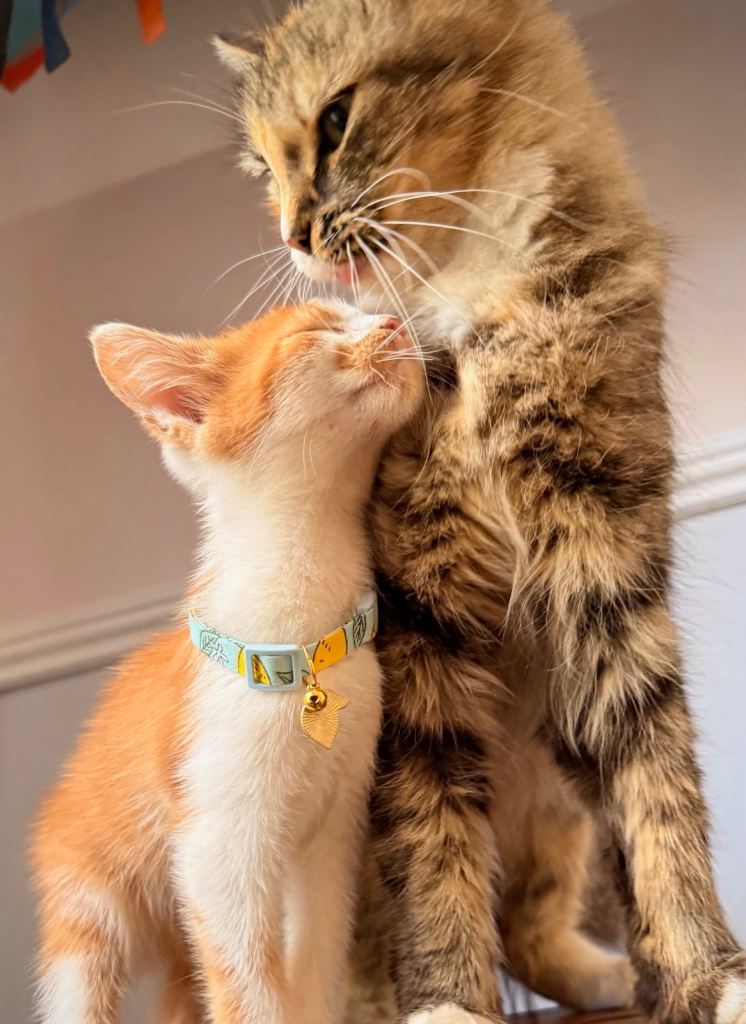 6 Adorable kittens