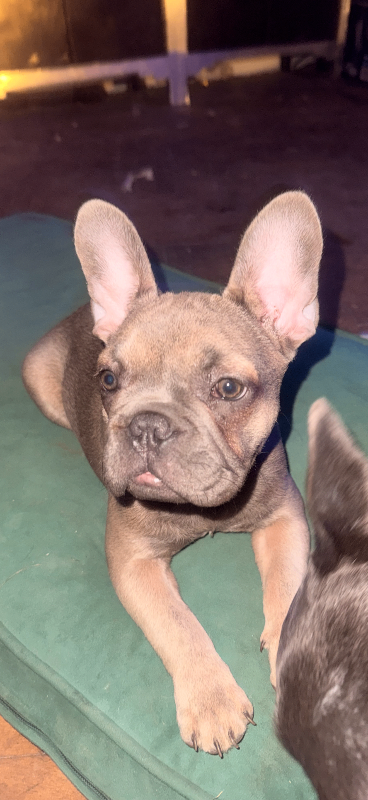 French Bulldog 