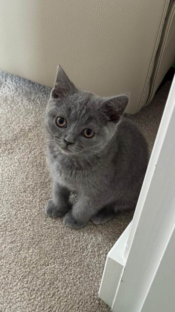 Male British Short Hair Kitten 