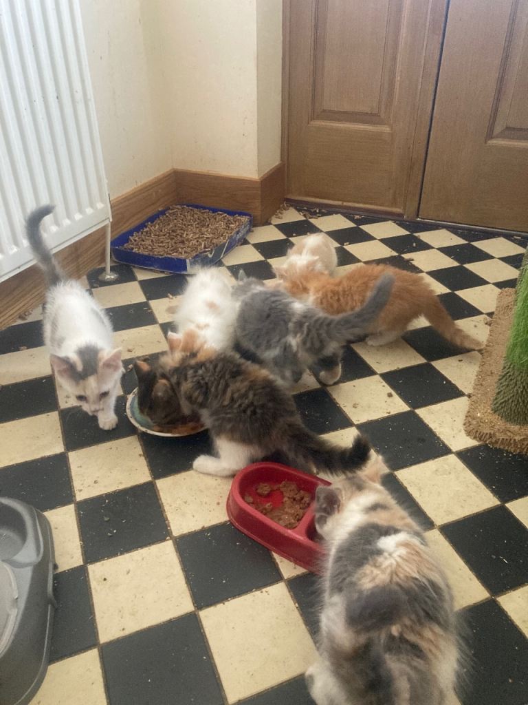 Kittens