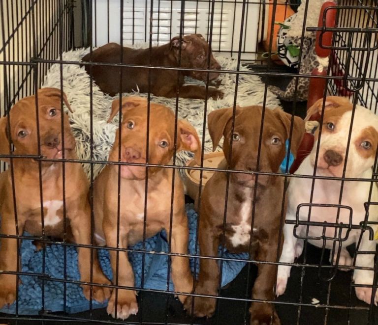 Puppies 