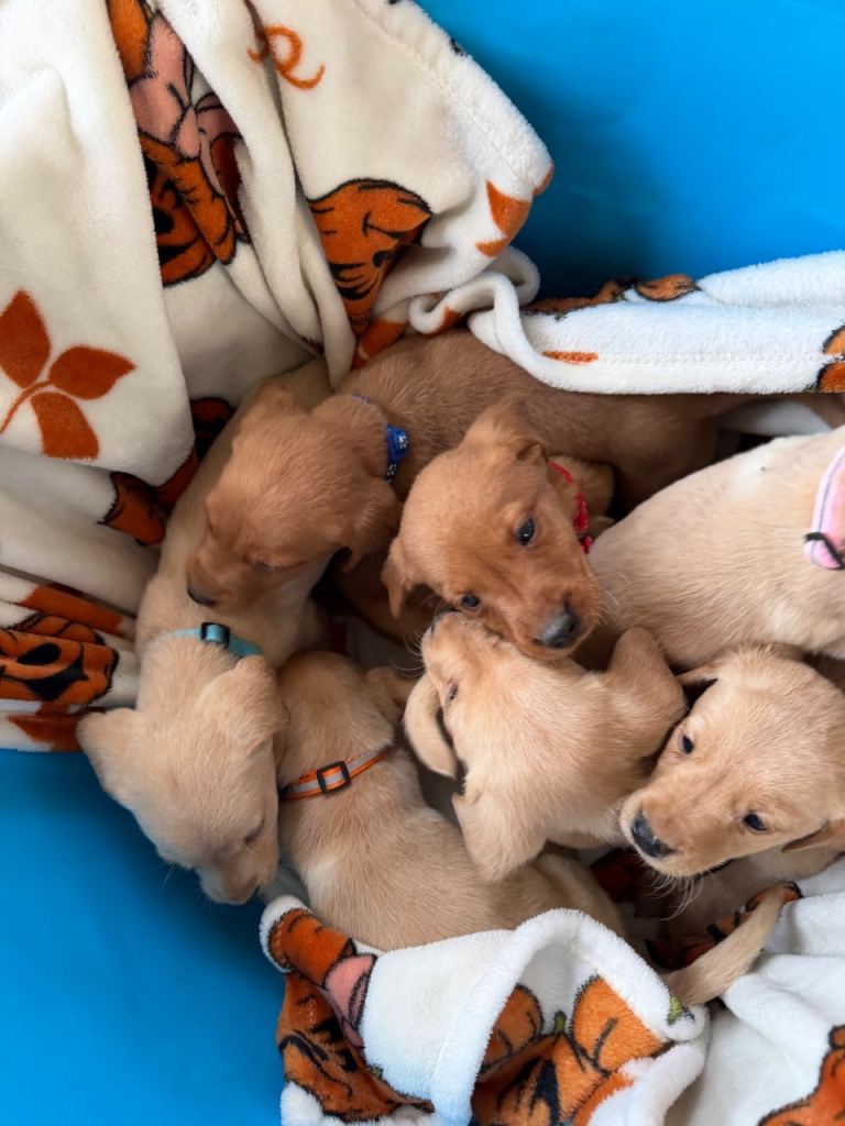 Labrador puppies 
