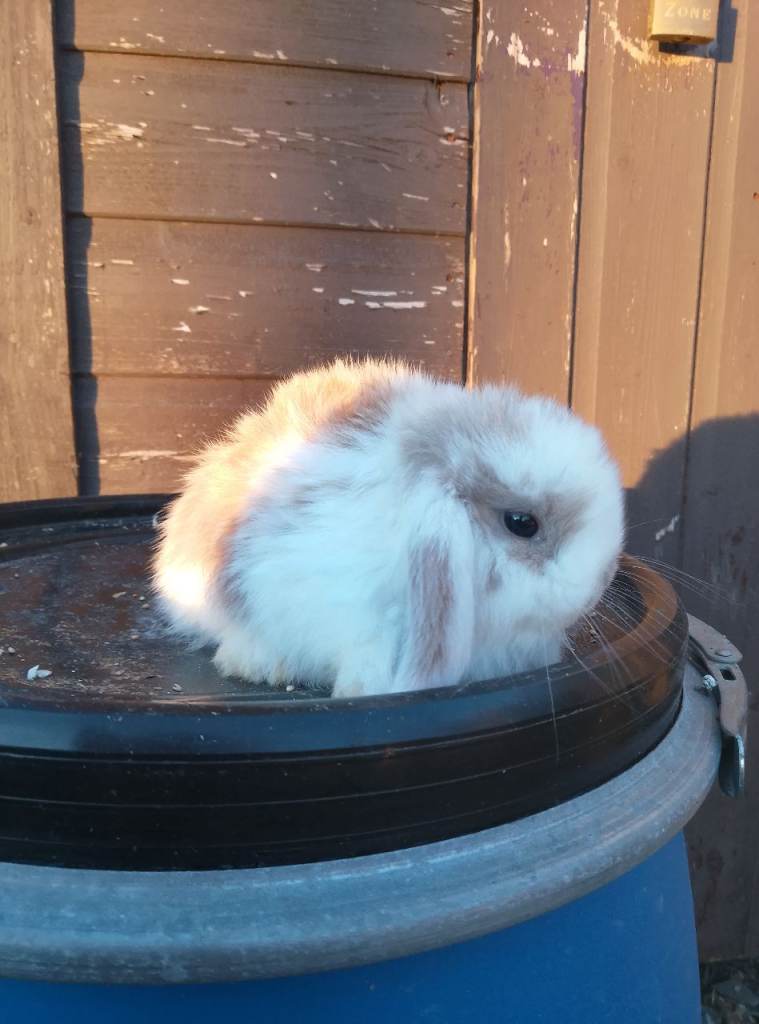 Mini Lop Bunnies
