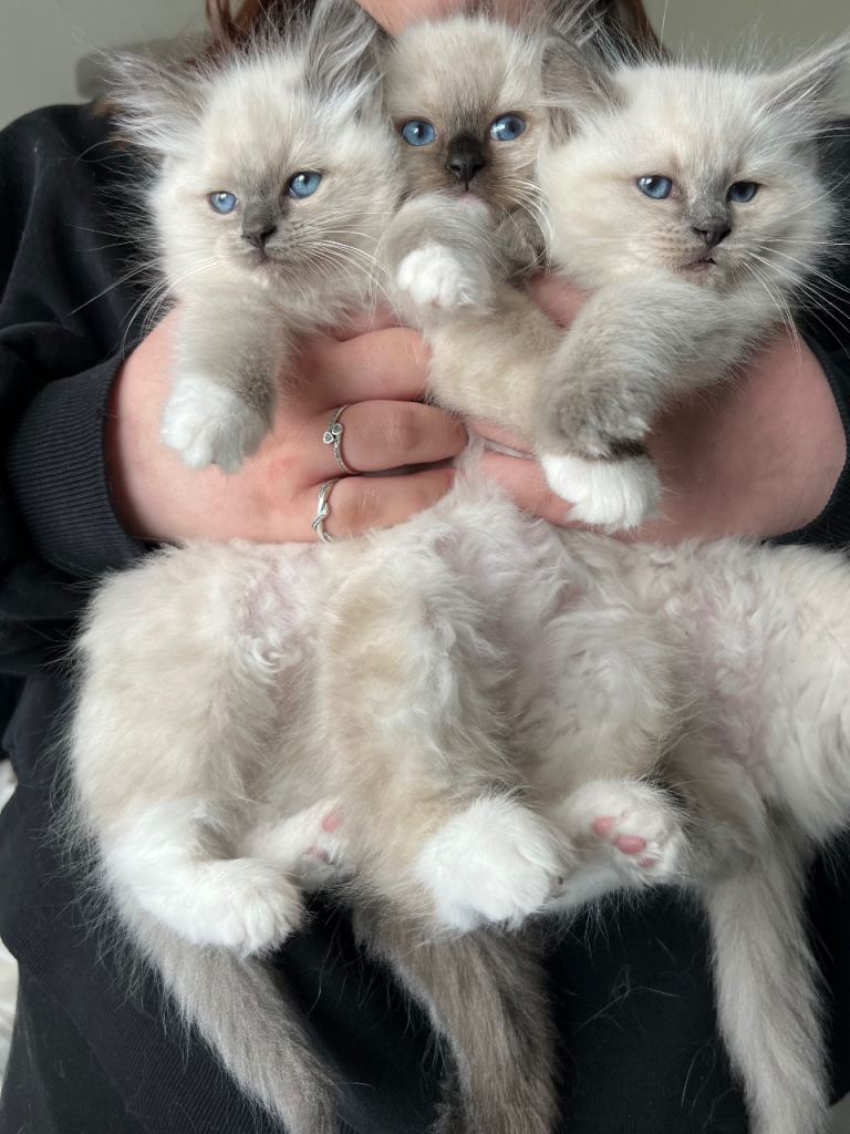 Beautiful Ragdoll Kittens