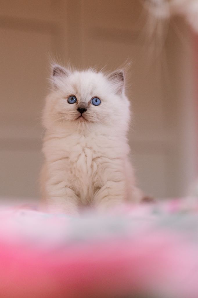 Beautiful Ragdoll Kittens – Male & Female