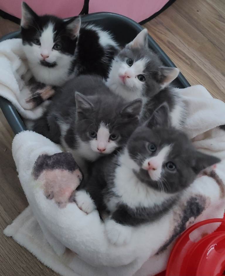 Beautiful kittens for sale 🙂❤️