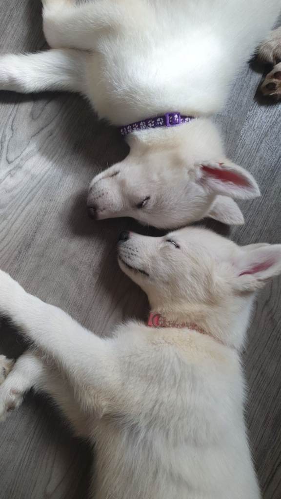 2 White Female Husky Pups ready for Their Forever Homes