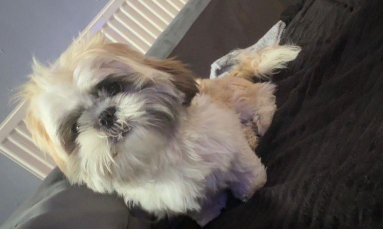 ❤️ Loving Shih Tzu Puppy Looking for a New Home