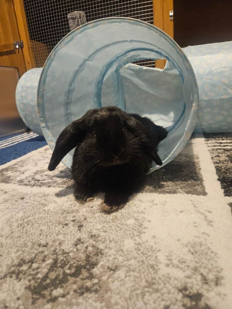 Rabbit