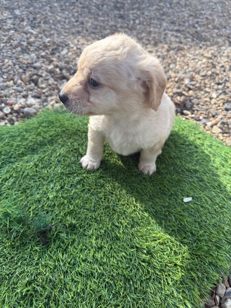 8 cavapoo puppies 7 girls 1 boy 